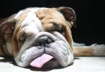 Micoplasmose em cães: o que é, sintomas, diagnóstico e tratamento