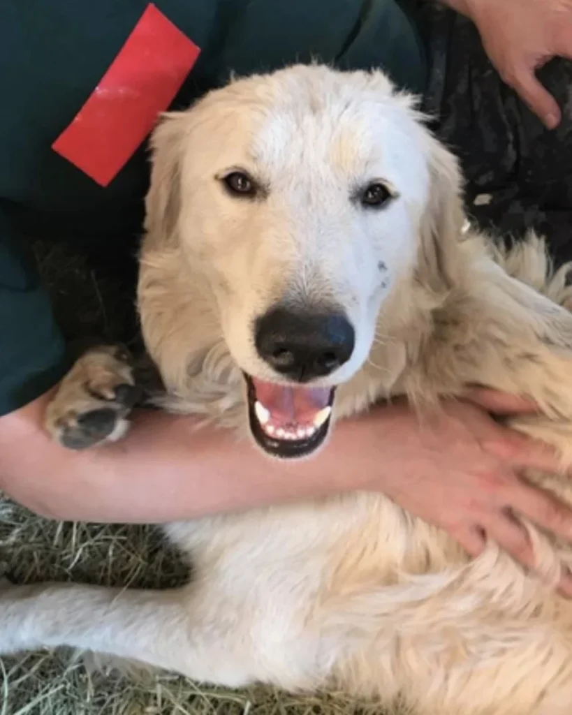 Odin