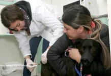 Curitiba abre 12 mil vagas para vacinação gratuita de cães e gatos em setembro