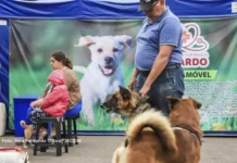 Rede de Proteção Animal está com agendamentos abertos para castrações gratuitas de cães e gatos