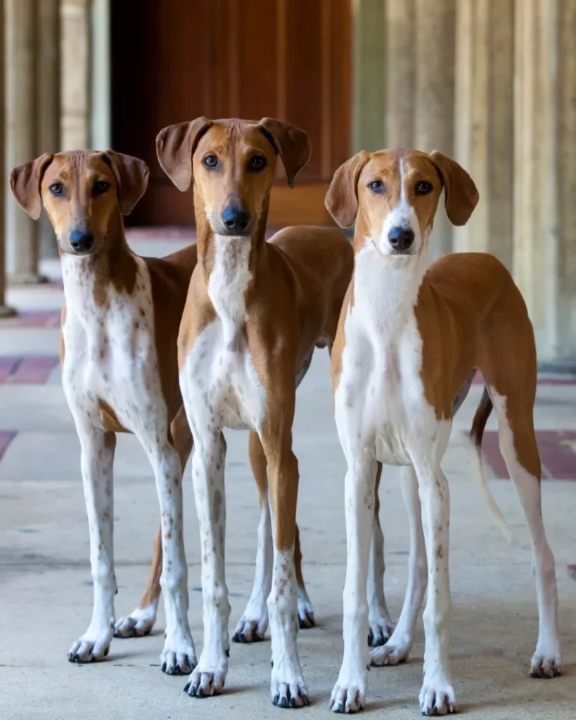 Raças de cães mais raras do mundo; descubra aqui 1 Azawakh