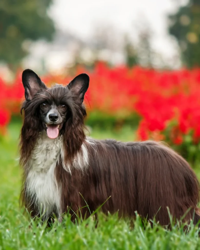 Raças de cães mais raras do mundo; descubra aqui 7 Cao de Crista Chines