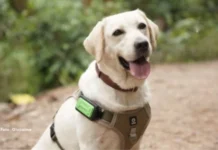 Seu cachorro agora liga para você: coleira com IA permite chamadas entre pet e tutor