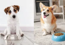 Diferença da alimentação de filhotes e adultos de cachorro: o que muda e por quê?