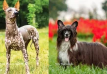 Raças de cães mais raras do mundo; descubra aqui