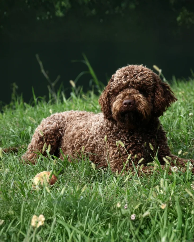 Raças de cães mais raras do mundo; descubra aqui 2 Lagotto Romagnolo