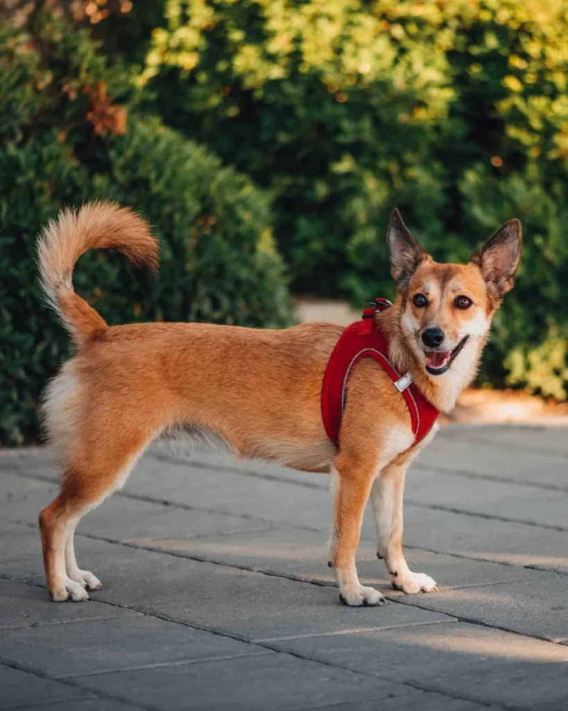 Raças de cães mais raras do mundo; descubra aqui 6 Lundehund noruegues