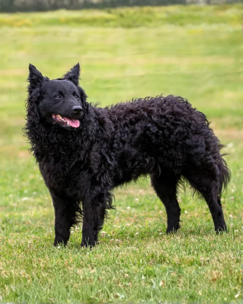 Raças de cães mais raras do mundo; descubra aqui 4 Mudi