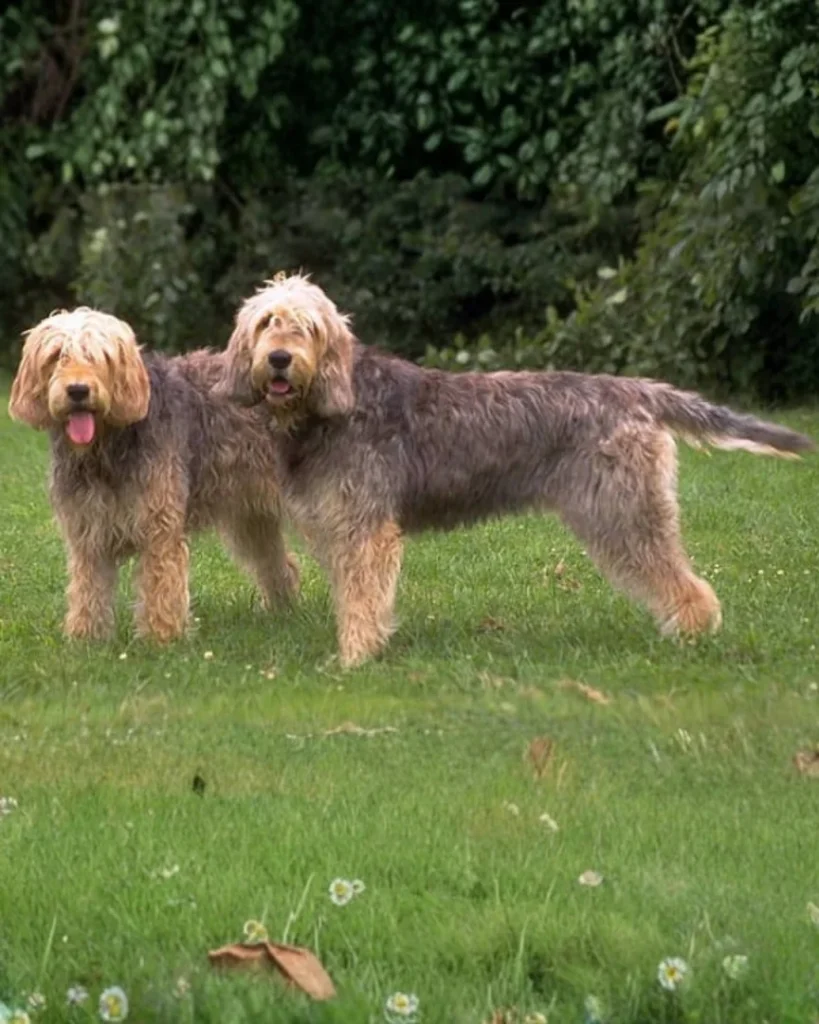 Raças de cães mais raras do mundo; descubra aqui 3 Otterhound