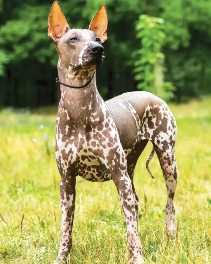 Raças de cães mais raras do mundo; descubra aqui 8 Xoloitzcuintli