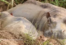 Bilionário oferece abrigo para hipopótamos de Pablo Escobar