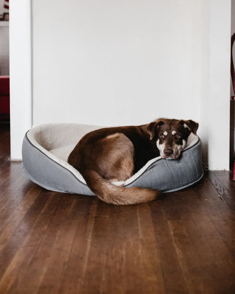 Acessórios para cães: como escolher os itens certos para conforto, segurança e bem-estar do pet 3 CAMA 2