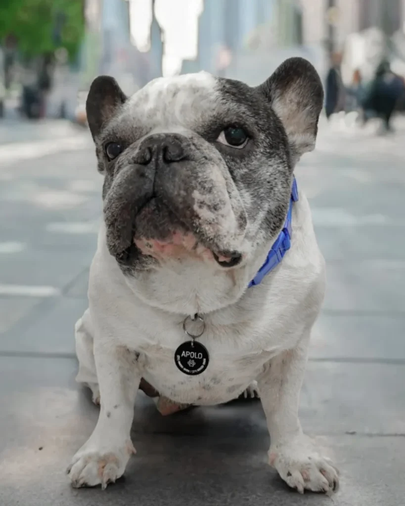 Acessórios para cães: como escolher os itens certos para conforto, segurança e bem-estar do pet 2 COLEIRA