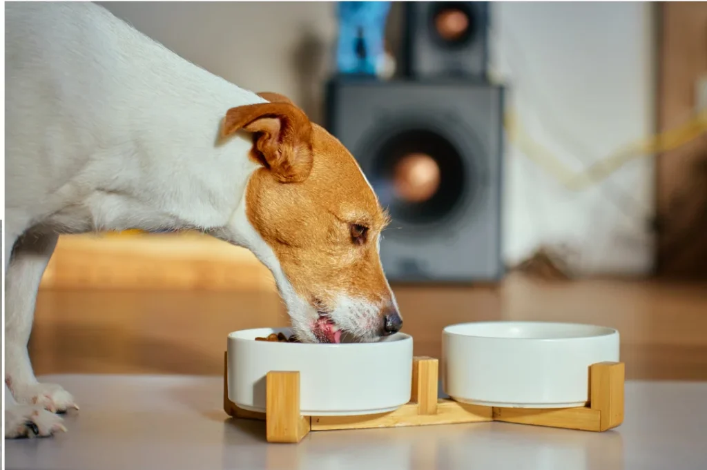 Acessórios para cães: como escolher os itens certos para conforto, segurança e bem-estar do pet 5 COMEDOURO 1 1