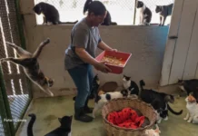 Abrigos de animais podem receber condenados para prestação de serviços comunitários