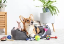 Acessórios para cães: como escolher os itens certos para conforto, segurança e bem-estar do pet