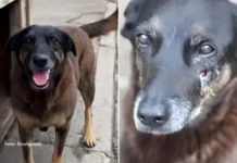 MP pede arquivamento de investigação sobre morte do cão Orelha em Florianópolis