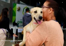 Atendimentos do Vet-Móvel Paraná começam na segunda-feira; veja como se inscrever