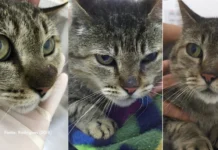 Criptococose em pets: a doença silenciosa causada por fungos que exige atenção dos tutores