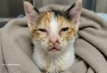 Herpesvírus Felino: entenda a doença que afeta os olhos e o sistema respiratório dos gatos