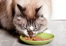 Sachê para gatos: vale a pena oferecer? Entenda os benefícios e os cuidados