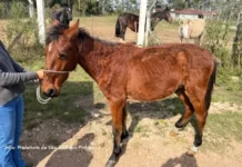 Prefeitura de São José dos Pinhais resgata cavalos em situação de maus-tratos