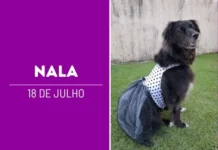 Nala: A dog model que conquista corações