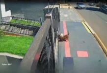 Ataques de cães crescem 78% em Ponta Grossa e acendem alerta sobre guarda responsável