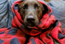 Campanha Aquece Pet 2026 arrecada doações para proteger cães e gatos durante o inverno