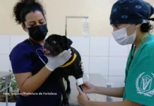 Projeto regula doação de sangue animal em Curitiba e prevê multas