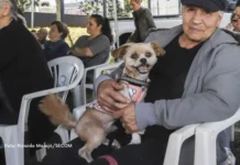 Mutirões oferecem 3.800 vagas para castração gratuita de cães e gatos; saiba como agendar