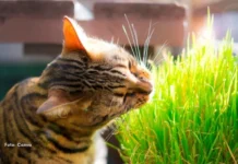 Por que o gato come grama? Entenda esse comportamento tão comum entre os felinos