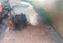 Ibama interdita zoológico clandestino em Santa Catarina após encontrar 655 animais em situação precária
