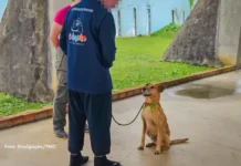 Adolescentes aprendem comandos para adestramento e ensinam cães que aguardam adoção