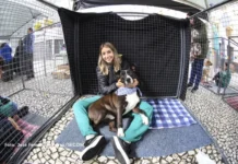 Domingo no Centro de agosto terá encontro de cães adotados e serviços gratuitos para pets