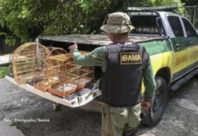 Projeto cria mecanismos para combater tráfico internacional de animais e maus-tratos