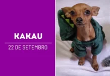 Kakau faz 1 ano: a pequena que chegou para agitar a casa e colocar até os idosos para correr