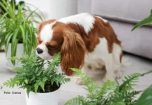 Primavera começa amanhã: 7 plantas bonitas que podem ser perigosas para cães e gatos