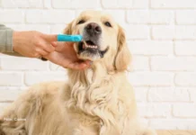 Mau hálito em cães e gatos não deve ser ignorado: veja 7 cuidados com a saúde bucal do pet