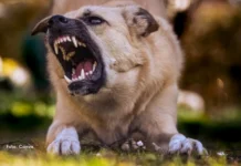 Antes da mordida: 8 sinais que um cachorro pode dar quando quer que você se afaste
