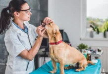 Cães e gatos podem ter na boca protozoário encontrado em humanos, revela estudo