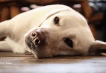 Alerta para tutores: produtos de gel usados para refrescar podem ser perigosos se o cachorro morder