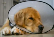 Cachorro sente dor após cirurgia, mas pode não demonstrar: veja os sinais que merecem atenção