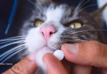 Diabetes em gatos ganha nova opção de tratamento oral no Brasil; saiba reconhecer os sinais