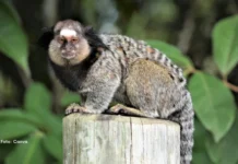 Viu um sagui nos parques de Curitiba? Não dê comida e mantenha seu pet afastado